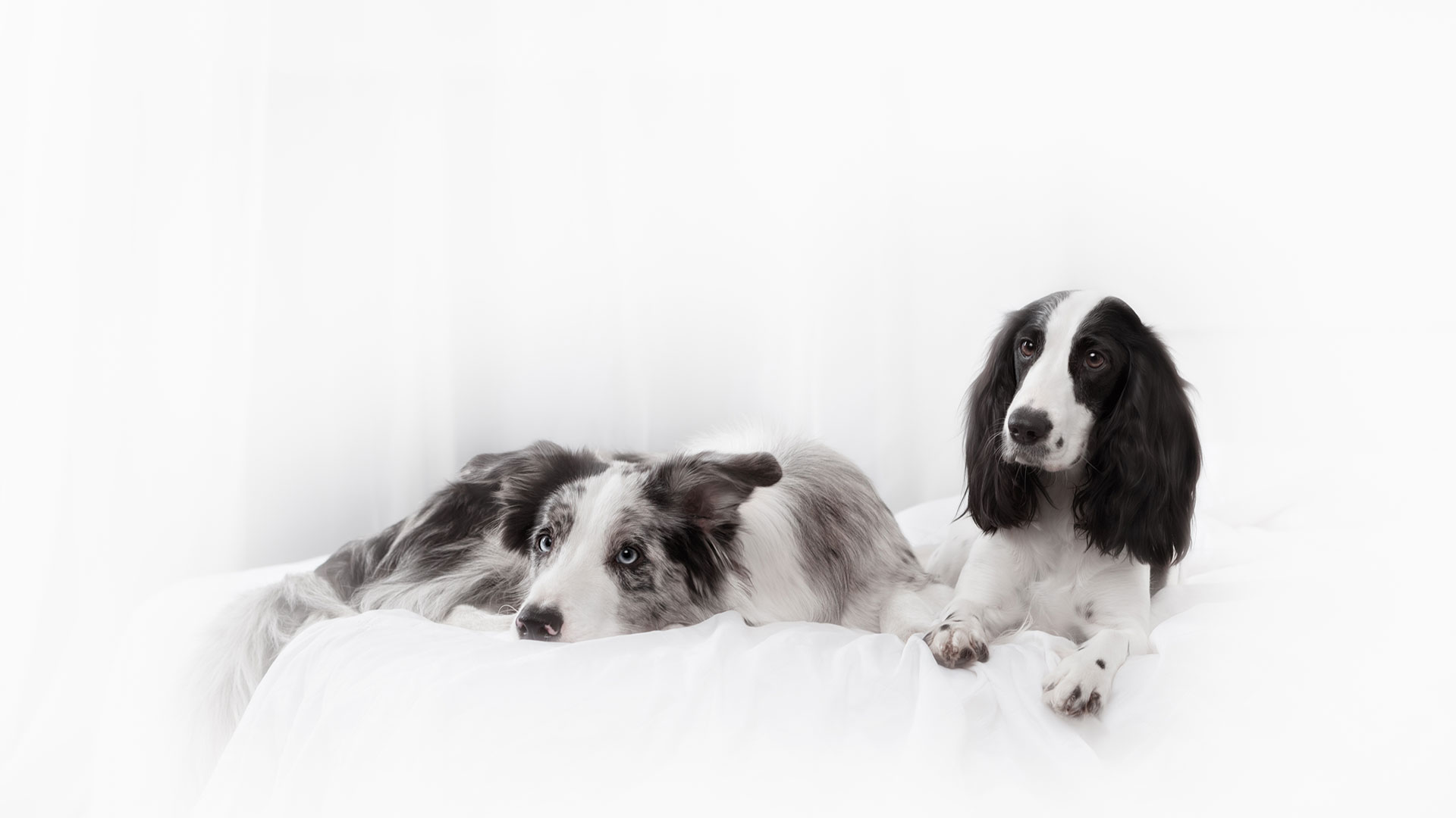 Υιοθετήστε ένα σκυλάκι